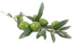 olive