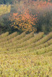 Vignoble, Saumur, Maine et Loire