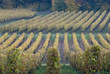 Vignoble, Saumur, Maine et Loire
