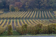 Vignoble, Saumur, Maine et Loire