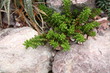 succulente sammlung-Zurigo/Zürich-CH