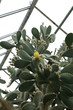 succulente sammlung-Zurigo/Zürich-CH