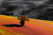 Foto: Albero Albero