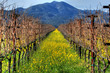 Mustard plants and grapevines at a vineyard