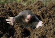 black mole black mole