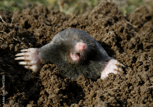 Photo: black mole black mole
