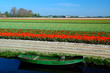 Lonely boat against the background of tulip fields Lonely boat against the background of tulip fields
