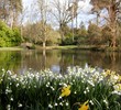 White & Yellow Blooms and  Pond