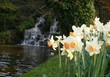 White & Yellow Daffodils and Waterfall 2