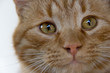 Cat glaring eyes