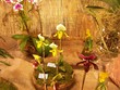 Orchideen