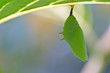 Cocoon