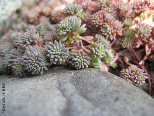 succulent succulent