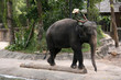 Elephant Show - Singapore Zoo, Singapore