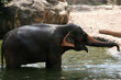 Elephant Show - Singapore Zoo, Singapore