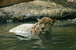 Leopard in Natural Habitat