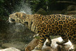 Leopard in Natural Habitat