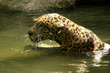 Leopard in Natural Habitat