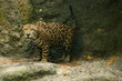 Leopard in Natural Habitat