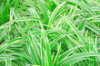 Chlorophytum