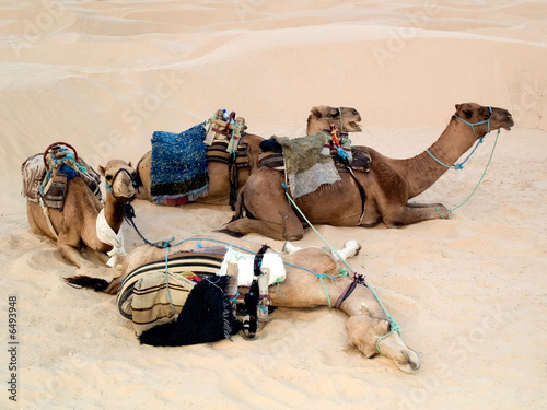Photo: Camels Camels
