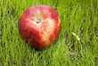 red apple on green field