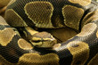 Python de près