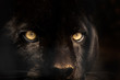 black panther