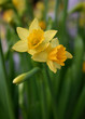 jonquilles