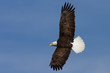Bald Eagle Soaring