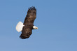 Screaming Bald Eagle
