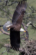 Eagle Near Nest