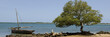 isolated tree