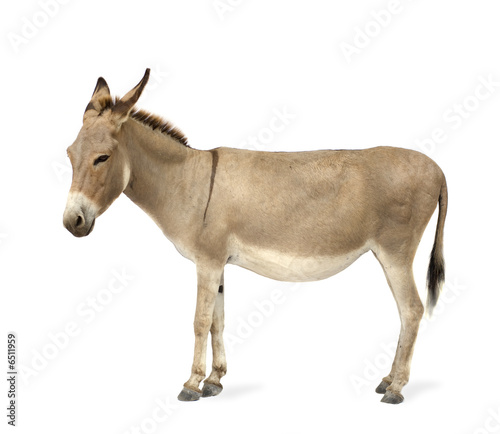 donkey