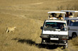 Photographie : cheetah Masai mara Kenya