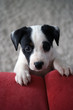 chiot jack russel chiot jack russel