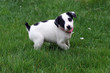 chiot jack russel chiot jack russel