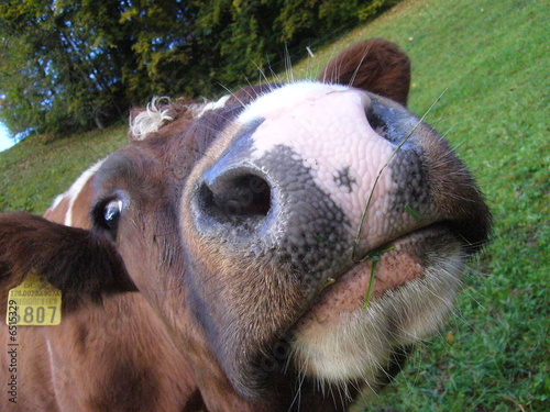 Photo: Funny Cow Funny Cow