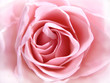 pink rose pink rose