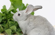 lapins gris et verdure