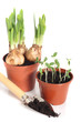 Bulbs and seedlings Bulbs and seedlings