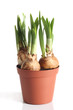 Sprouting daffodils in pot