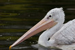Pelikan
