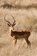 Impala