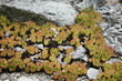 succulente sammlung-Zurigo/Zürich-CH