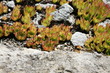 succulente sammlung-Zurigo/Zürich-CH