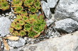 succulente sammlung-Zurigo/Zürich-CH