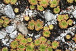 succulente sammlung-Zurigo/Zürich-CH