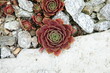 succulente sammlung-Zurigo/Zürich-CH