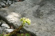 succulente sammlung-Zurigo/Zürich-CH